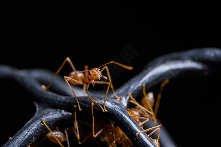大红蚁或大红蚁天然黑色背景图片