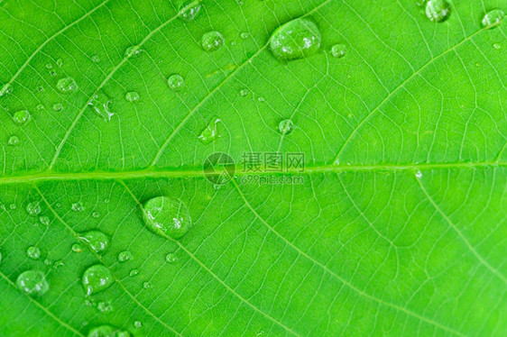 叶上的宏水滴绿色模糊背景图片