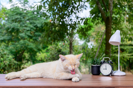 桌上的可爱猫咪图片