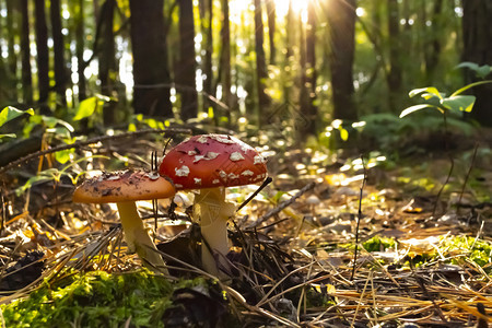 森林中的毒蘑菇图片