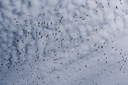 许多鸟飞在云上图片