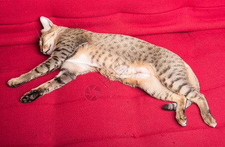 猫在红沙发上睡觉图片