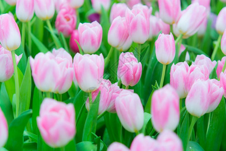 郁金种球自然背景上的美丽多彩郁金花背景