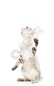玩耍具小猫站起来展示在白色背景上孤立的手图片