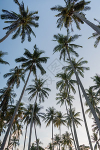 椰子棕榈树前景宽阔图片
