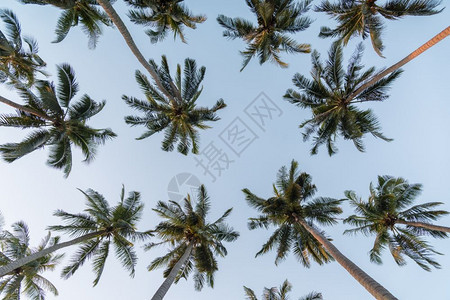 椰子棕榈树前景宽阔图片
