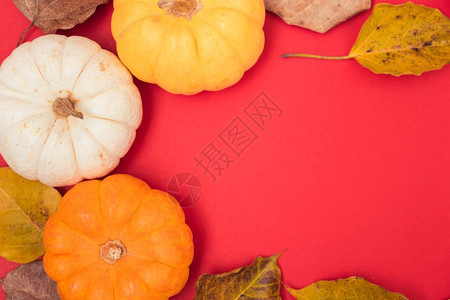 节日秋季万圣和感恩日南瓜和红背景的叶子并有供使用的复制空间图片