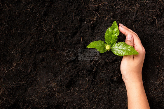 种植树木拯救世界概念地球日和手生态环境图片