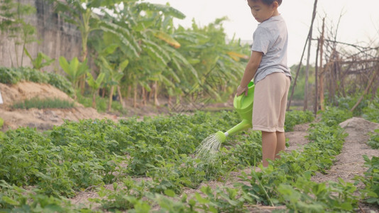 亚洲幼童学龄前成长学习在外边的植物树上浇水儿童种植和在花园里浇蔬菜林业环境概念60英尺的缓慢运动图片