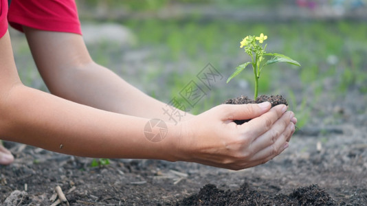 妇女手握着种植在花园的土壤中种植一棵树的手在早晨工种植小树林业环境生态地球日和新生命概念图片