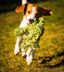 宠物概念比格尔狗跳用绳子玩具在室外奔向相机比格尔狗跳用绳子玩具在室外奔向相机图片