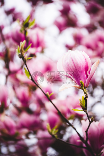 树枝上的粉红花木兰背景图片