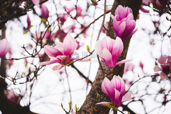 树枝上的粉红花木兰背景图片