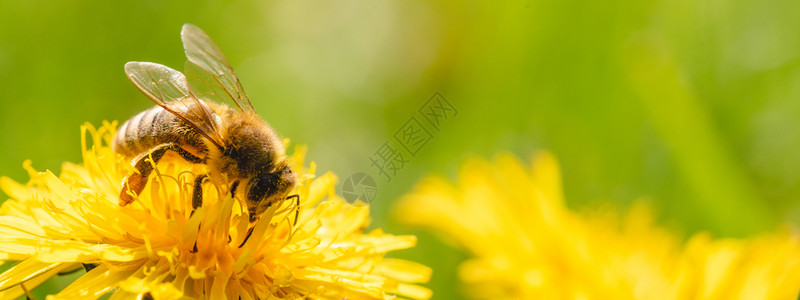 蜜蜂被黄色花粉覆盖从dandelion花朵中收集蜜对环境生态可持续很重要复制空间图片