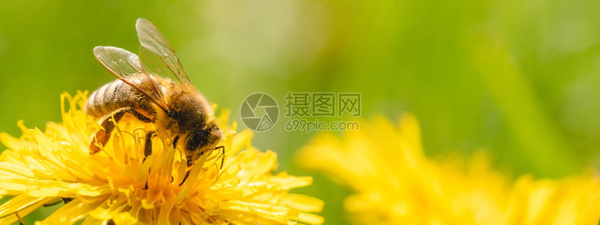 蜜蜂被黄色花粉覆盖从dandelion花朵中收集蜜对环境生态可持续很重要复制空间图片