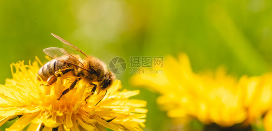 蜜蜂被黄色花粉覆盖从dandelion花朵中收集蜜对环境生态可持续很重要复制空间对环境生态可持续很重要图片