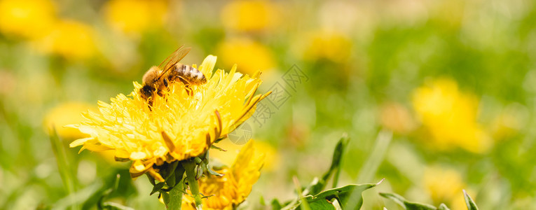 蜜蜂被黄色花粉覆盖从dandelion花朵中收集蜜对环境生态可持续很重要复制空间对环境生态可持续很重要图片