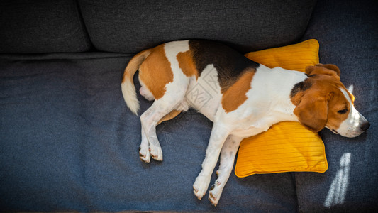 狗躺在沙发上睡黄色枕头狗的背景宠物在家具的概念上图片