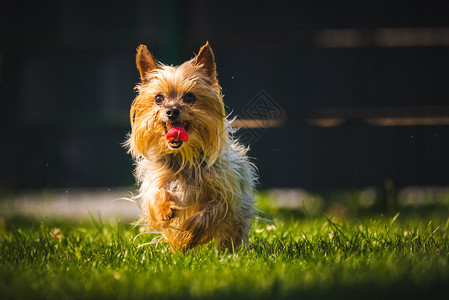 一个令人惊叹的约克郡泰瑞尔正在向着摄像头奔跑猎犬背景令人惊叹的约克郡泰瑞尔正在向着摄像头奔跑图片