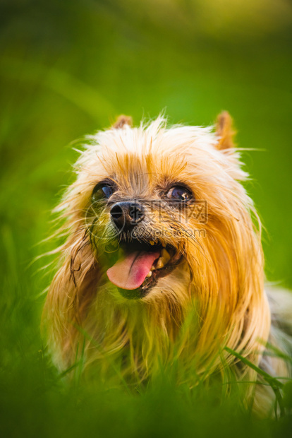 YorkshireTerrier用头部镜看着坐在草地垂直背景YorkshireTrier用头部镜看着坐在草地上图片