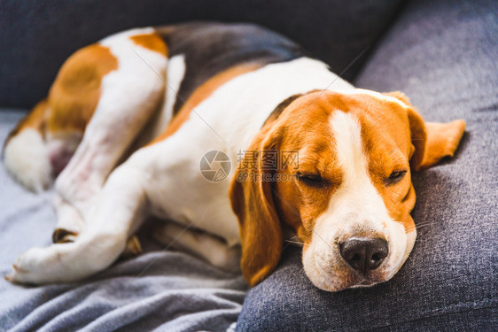 坐在沙发上的宠物和悲伤脸孔萧条概念美丽的beagle猎犬与明亮的内部背景坐在沙发上的宠物与悲伤脸孔沮丧概念美丽猎犬与悲伤内部背景图片