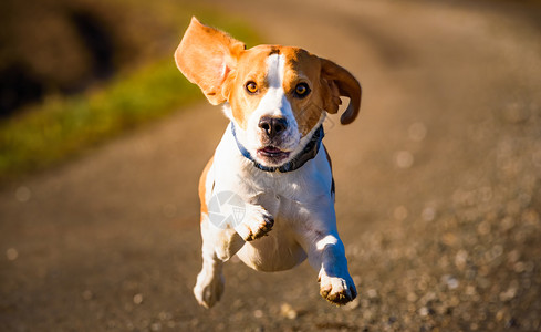 DogBeagle跑得快跳着舌头到农村宠物背景跑着快图片