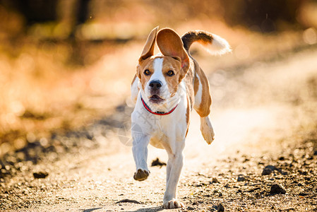 DogBeagle跑得快跳着舌头到农村宠物背景跑着快图片