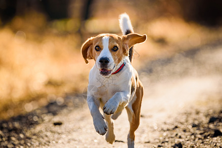 DogBeagle跑得快跳着舌头到农村宠物背景跑着快图片