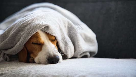 浴衣干皮毛之后在毯子下面的沙发上狗卫生概念图片