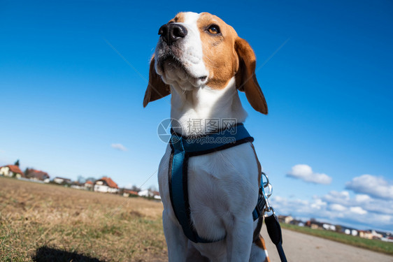 Beagle狗在农村公路上Sunny白天的风景模仿空间与狗一起散步Beagle狗在农村公路上Sunny白天的风景模仿空间图片