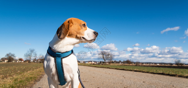 Beagle狗在农村公路上Sunny白天的风景模仿空间与狗一起散步Beagle狗在农村公路上Sunny白天的风景模仿空间图片