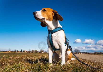 Beagle狗在农村公路上Sunny白天的风景模仿空间与狗一起散步Beagle狗在农村公路上Sunny白天的风景模仿空间图片