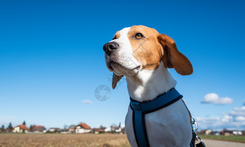 Beagle狗在农村公路上Sunny白天的风景模仿空间与狗一起散步Beagle狗在农村公路上Sunny白天的风景模仿空间图片