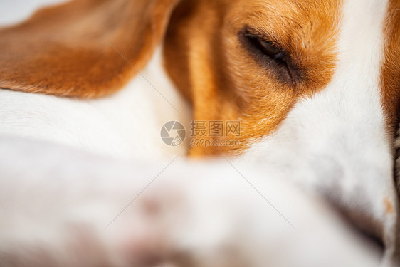 比格尔狗睡觉特写拍摄三个纯种颜色的肖像特写拍摄图片