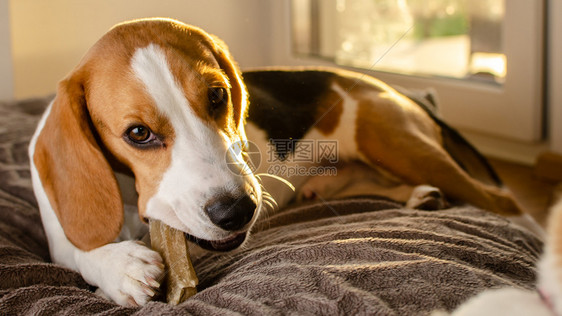 小猎犬正在嚼狗食咬骨头小猎犬在嚼狗食图片