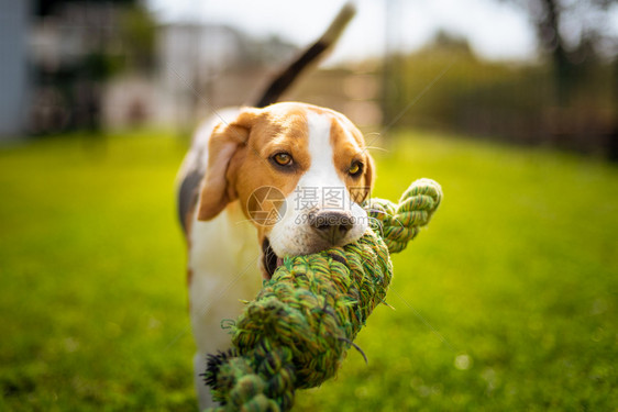 在花园户外玩比格尔狗的乐趣与绳结对着相机奔跑与绳结跳向镜头阳光夏日在花园户外玩比格尔狗的乐趣与绳结奔跑跳跃图片