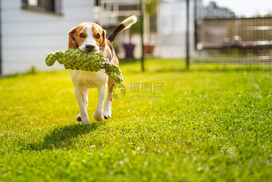 在花园户外玩比格尔狗的乐趣跑着用绳结向相机跳跃在花园户外玩比格尔狗的乐趣跑着用绳结跳跃图片