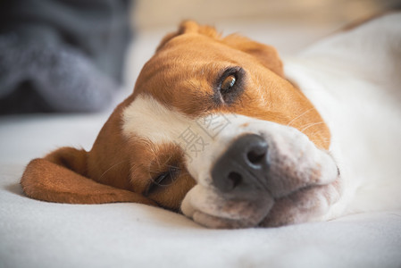 Beagle狗累了躺在沙发上休息关闭肖像图片