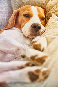 Beagle累了睡在沙发上垂直Beagle狗累了睡在沙发上图片