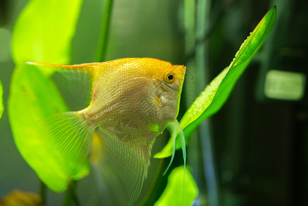 金凤尾扇贝在水里黄色的神仙鱼守护着蛋叶子上的鱼子金凤尾鳞在水里黄神仙鱼守蛋图片