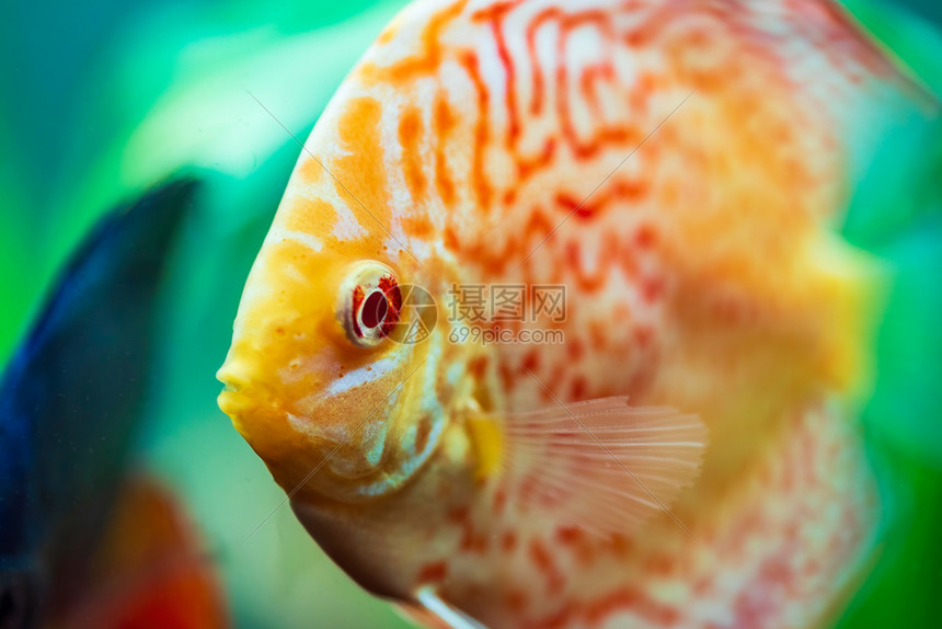 在水族馆里有色鱼选择代表选择图片