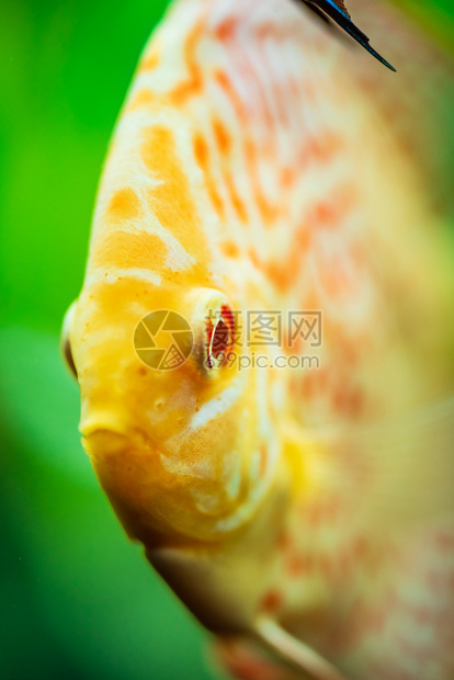 在水族馆里有色鱼选择代表选择图片