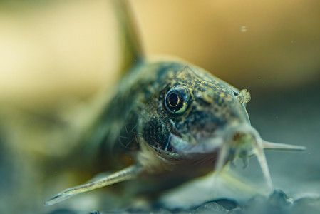 小鱼Corydoras前端封闭背景模糊选择焦点小型鱼前端封闭自然背景模糊图片