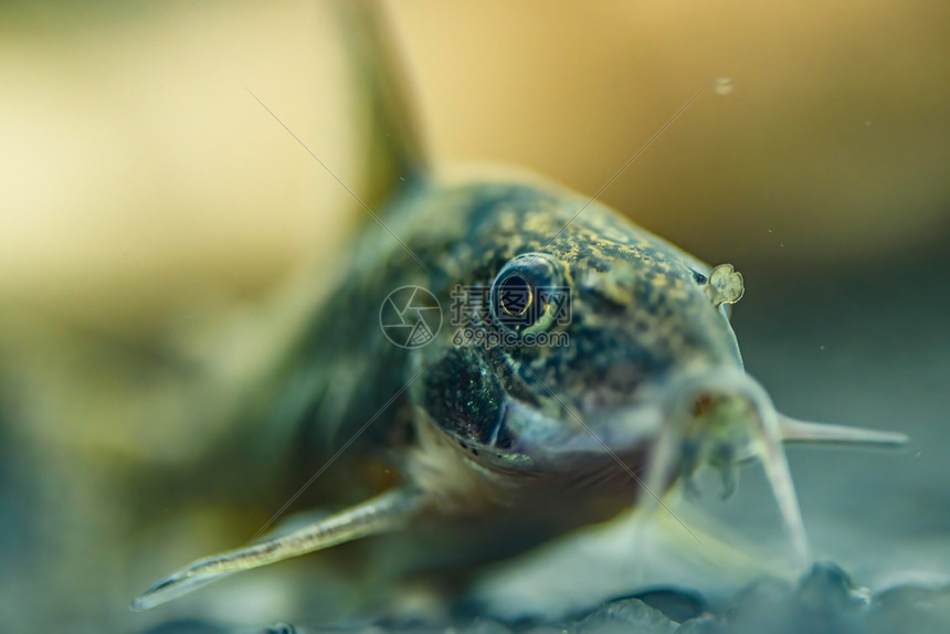 小鱼Corydoras前端封闭背景模糊选择焦点小型鱼前端封闭自然背景模糊图片