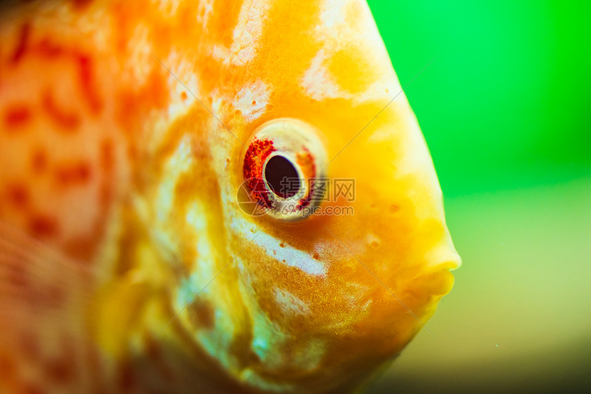 在水族馆里有色鱼选择代表选择图片