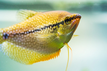 TrichopodusLeerii鱼缸中淡水族馆鱼概念有选择的重点PearlGourami鱼缸中淡水族馆鱼缸中水族馆图片