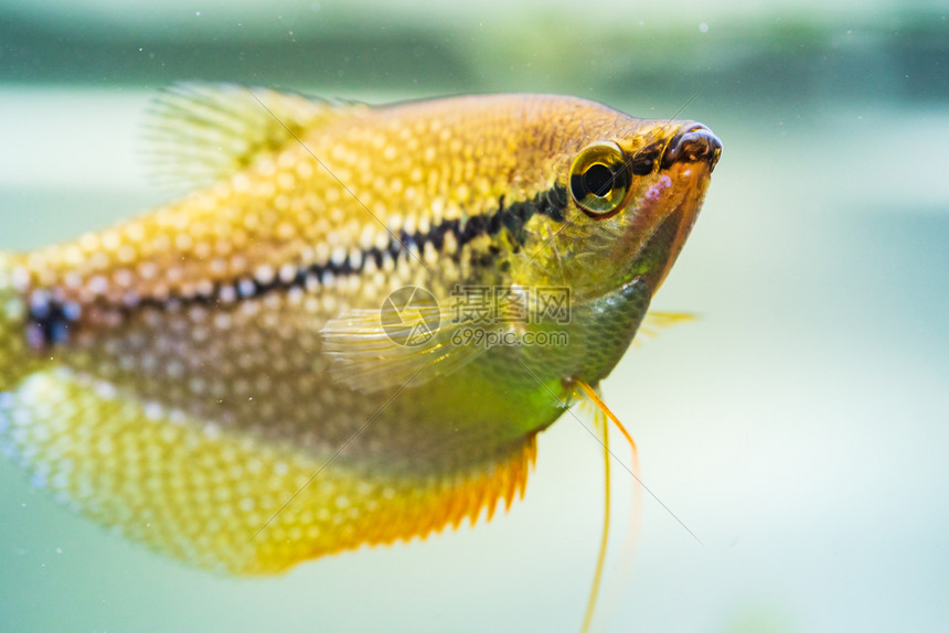 TrichopodusLeerii鱼缸中淡水族馆鱼概念有选择的重点PearlGourami鱼缸中淡水族馆鱼缸中水族馆图片