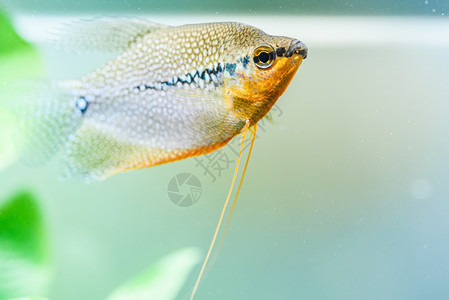 TrichopodusLeerii鱼缸中淡水族馆鱼概念有选择的重点PearlGourami鱼缸中淡水族馆鱼缸中水族馆图片