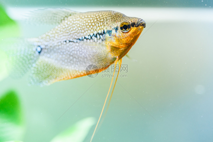 TrichopodusLeerii鱼缸中淡水族馆鱼概念有选择的重点PearlGourami鱼缸中淡水族馆鱼缸中水族馆图片