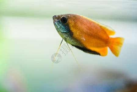 鱼缸中的蜜瓜拉米Trichogaster热带水族馆鱼类彩色男水族概念蜜瓜拉米热带水族馆鱼类彩色男图片